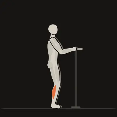 Animation: Supported Calf Raise