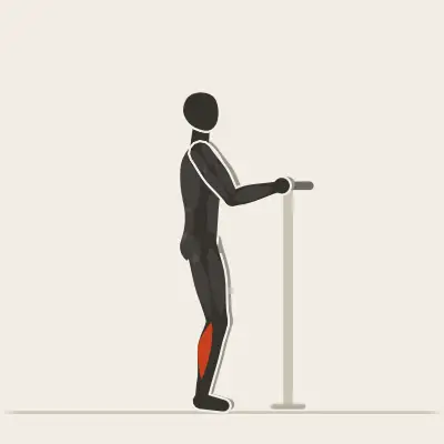Animation: Supported Calf Raise