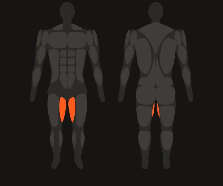 Muscle map: adductors