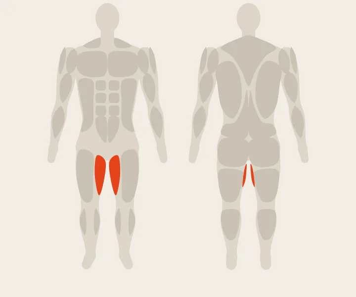 Muscle map: adductors