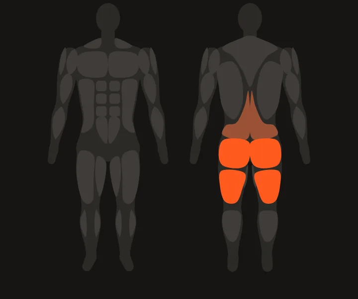 Muscle map: hamstrings, glutes