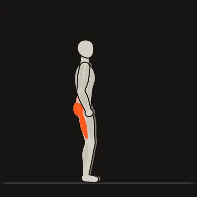 Animation: Hands-on-Thighs Hip Hinge