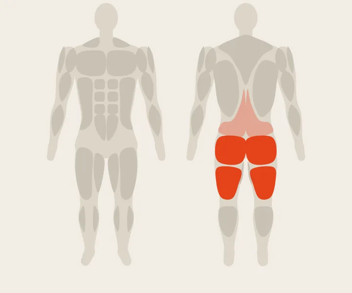 Muscle map: hamstrings, glutes
