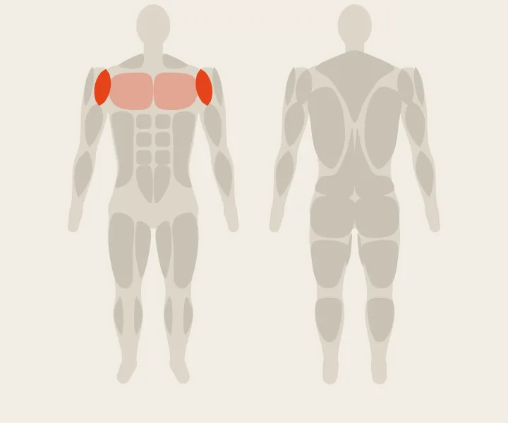 Muscle map: front delts