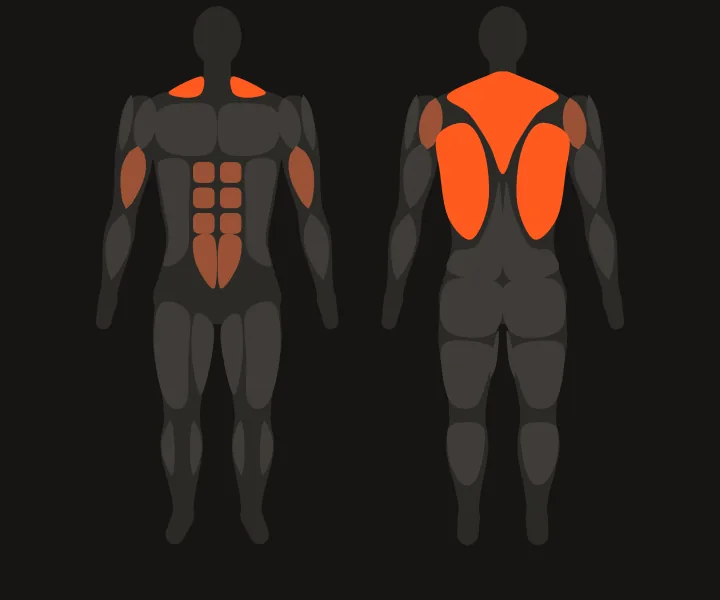Muscle map: upper back, lats
