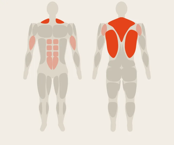 Muscle map: upper back, lats