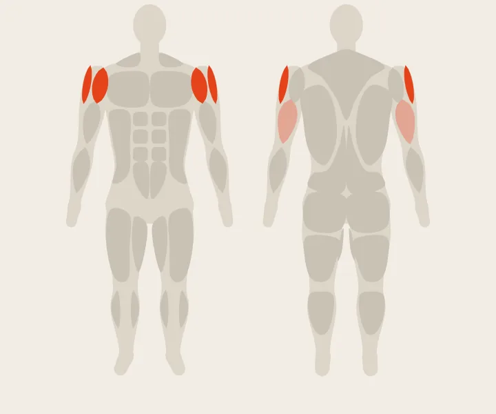 Muscle map: front delts, side delts