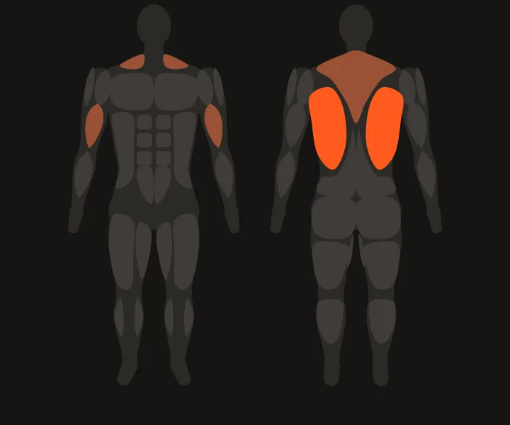 Muscle map: lats