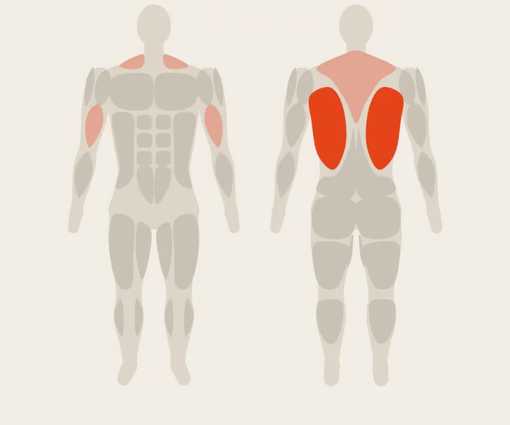 Muscle map: lats