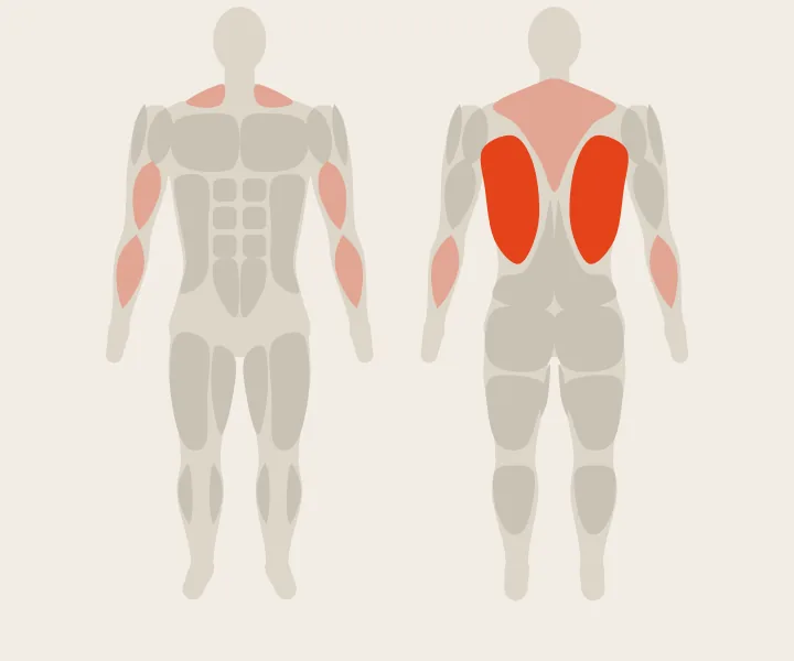 Muscle map: lats