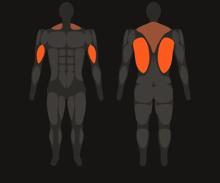 Spierkaart: lats, biceps
