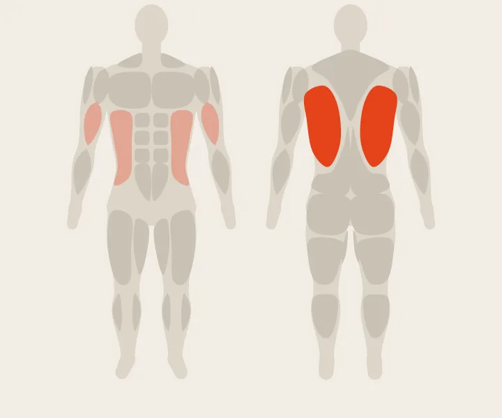 Muscle map: lats