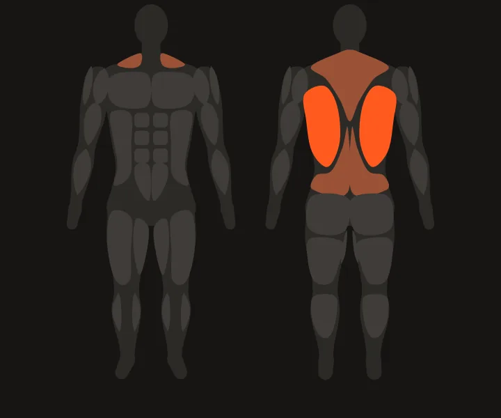 Muscle map: lats
