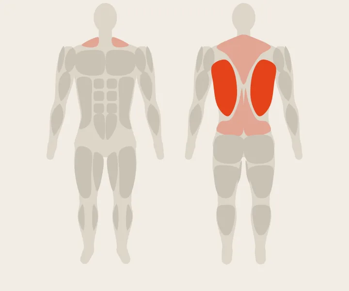 Muscle map: lats