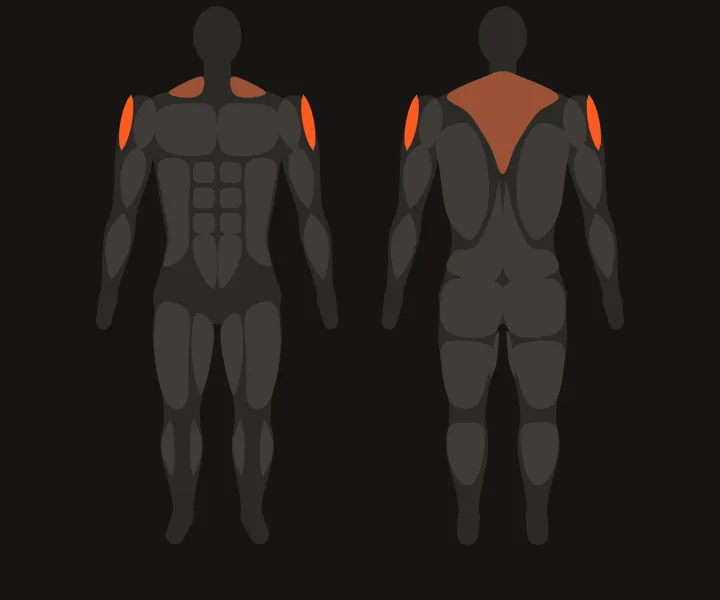 Muscle map: side delts