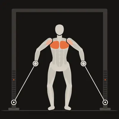 Animation: Low-to-High Cable Fly