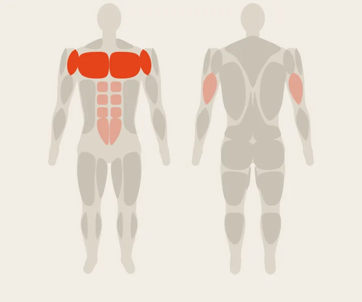 Muscle map: chest, front delts