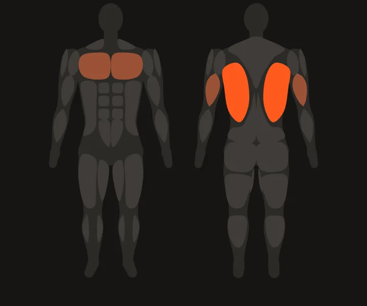 Muscle map: lats
