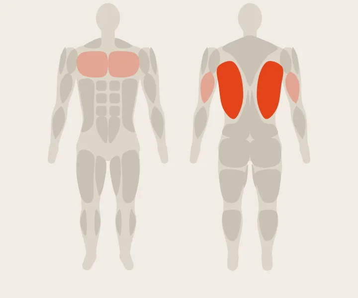 Mapa muscular: dorsales