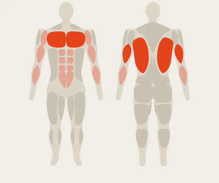 Mapa muscular: dorsales, tríceps, pecho