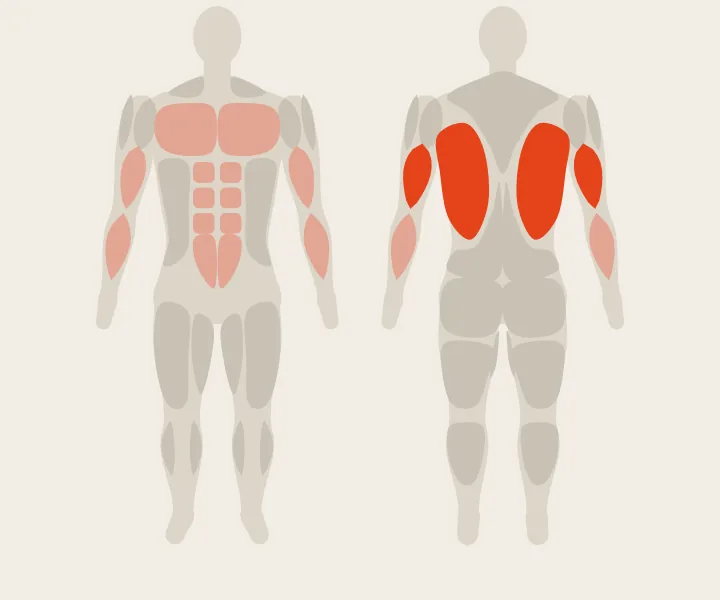 Muscle map: lats, triceps