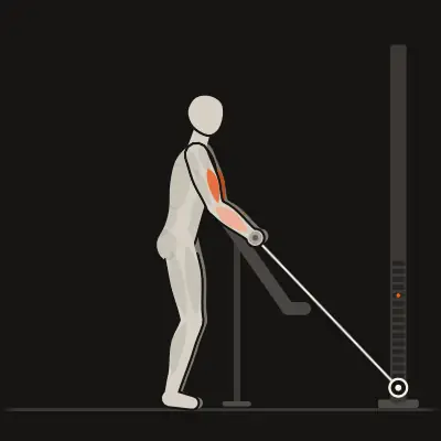 Animation: Cable Preacher Curl