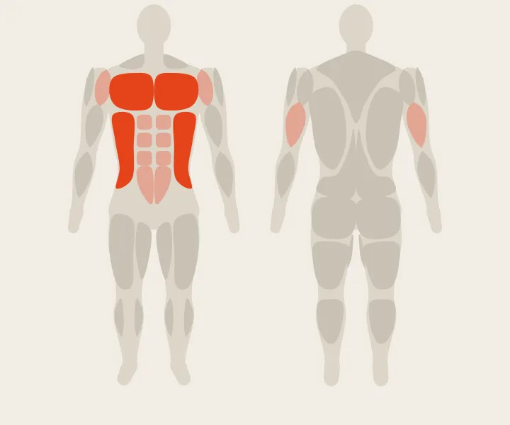 Carte musculaire : pectoraux, obliques