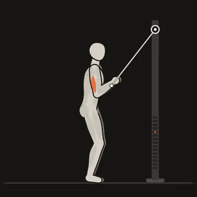 Animation: Rope Triceps Pushdown