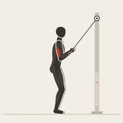 Animation: Rope Triceps Pushdown