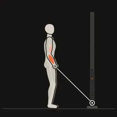 Animation: Cable Reverse Curl