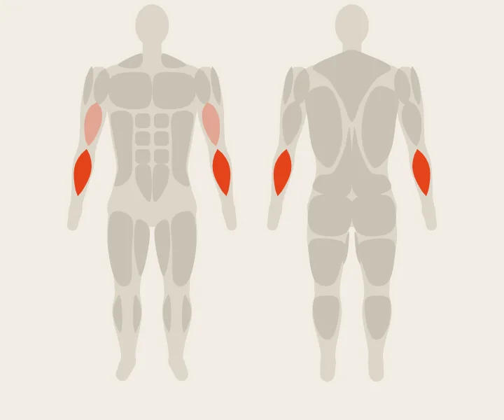 Muscle map: forearms