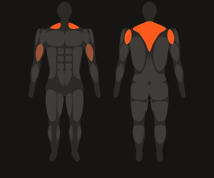 Muscle map: rear delts, upper back