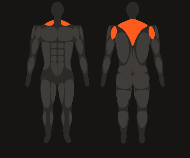 Mapa muscular: deltoide posterior, alto das costas