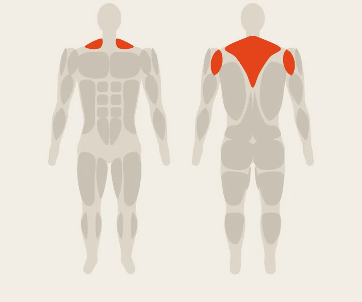 Mapa muscular: deltoide posterior, alto das costas