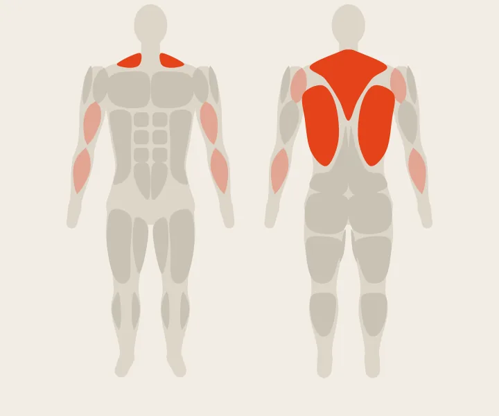 Muscle map: lats, upper back