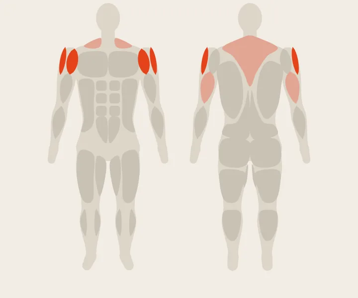 Muscle map: front delts, side delts
