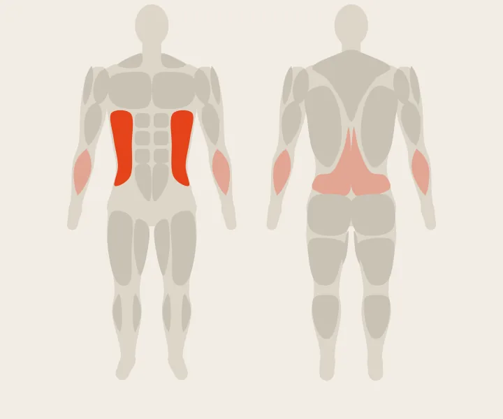Muscle map: obliques