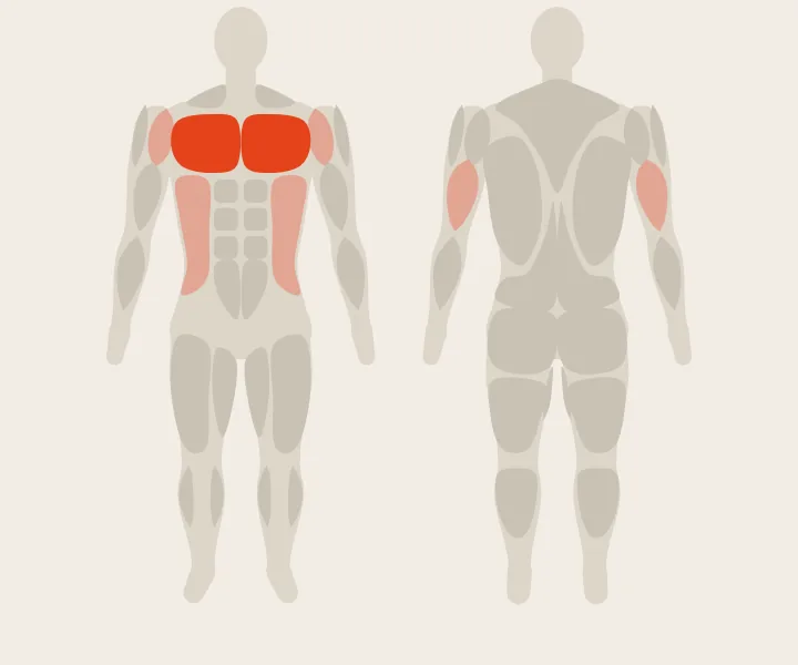 Muscle map: chest