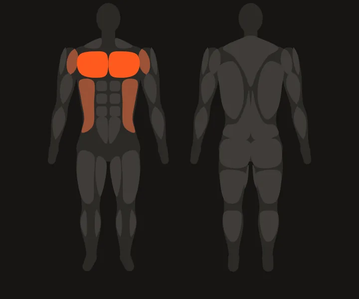 Muscle map: chest