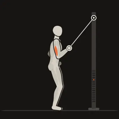 Animation: Single-Arm Reverse-Grip Pushdown