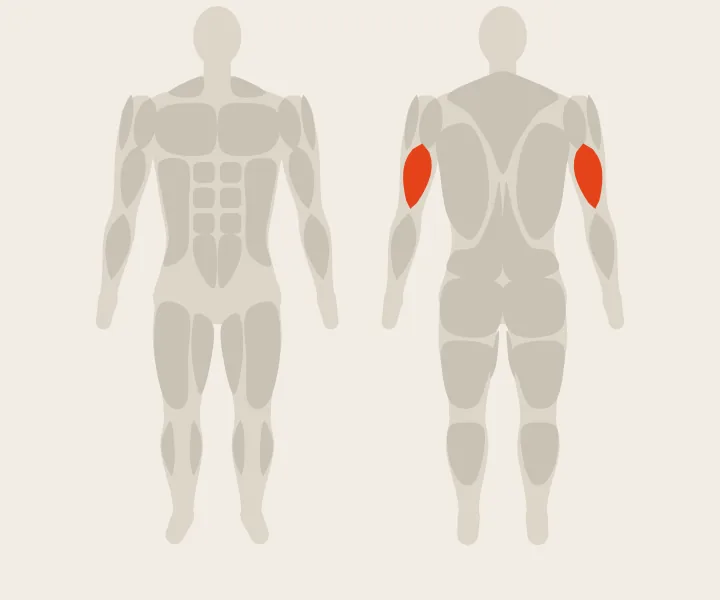 Muscle map: triceps