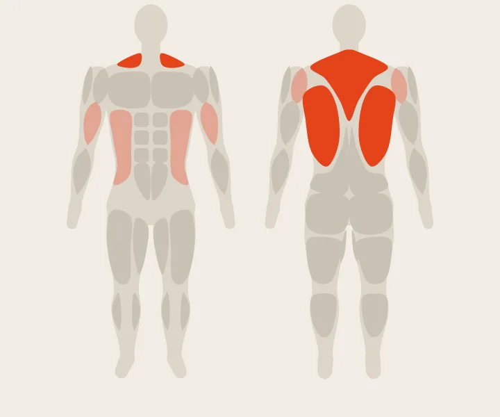 Carte musculaire : dorsaux, haut du dos