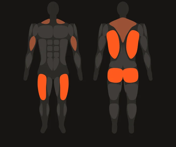 Carte musculaire : quadriceps, fessiers, dorsaux