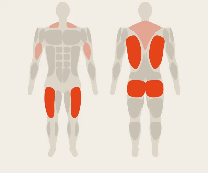 Carte musculaire : quadriceps, fessiers, dorsaux