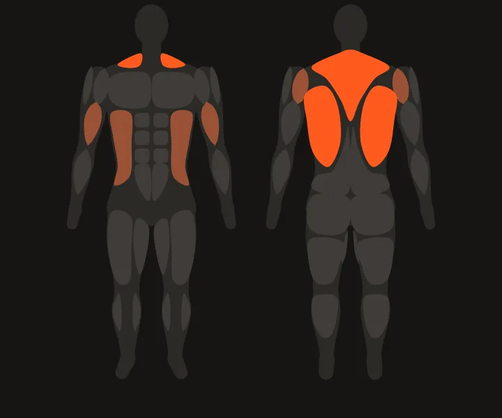 Muscle map: lats, upper back