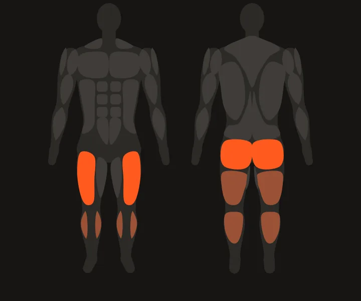 Muscle map: quads, glutes