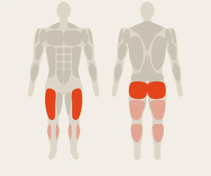 Muscle map: quads, glutes