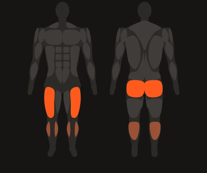 Muscle map: quads, glutes
