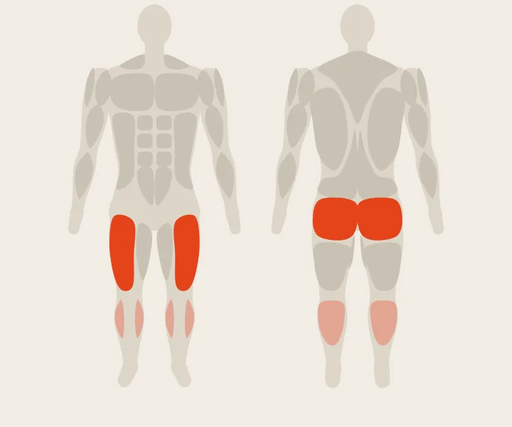 Muscle map: quads, glutes
