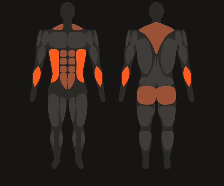 Muscle map: obliques, forearms